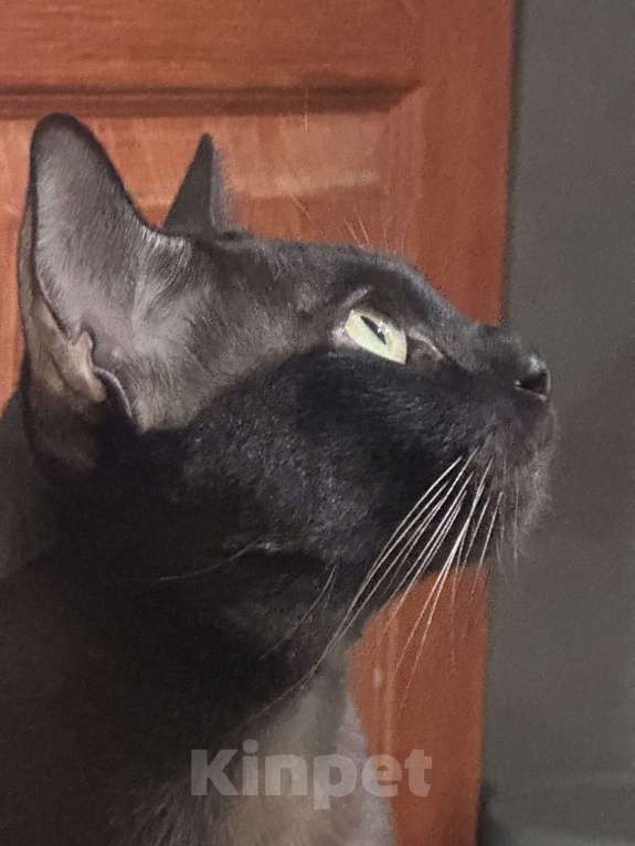 Кошки в Энгельс: Вязка бурманский кот  Мальчик, 15 000 руб. - фото 4