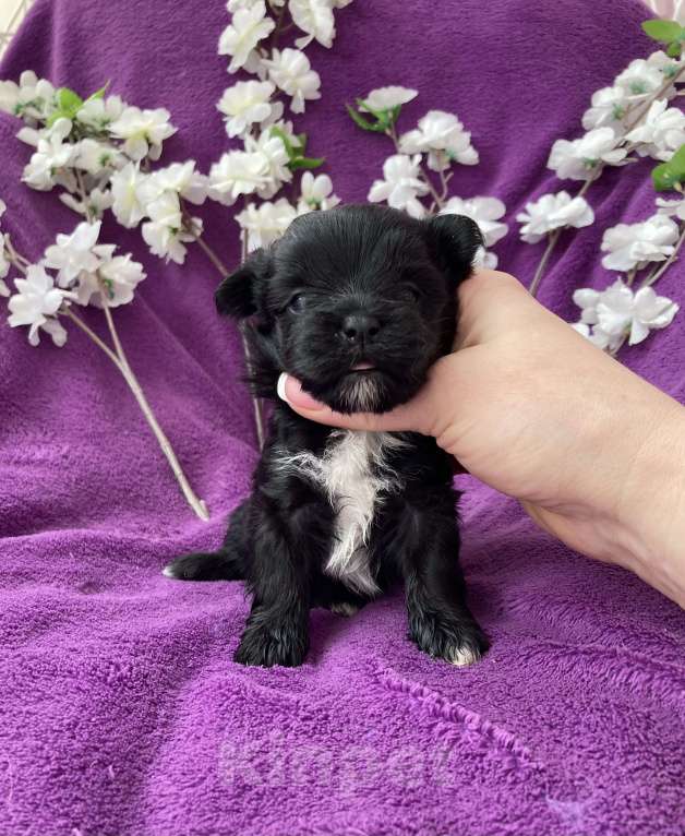 Собаки в Москве: Чёрный йорк девочка Девочка, 100 000 руб. - фото 1