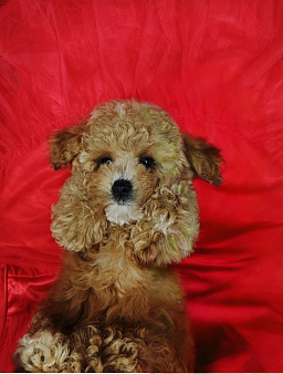 Мальтипу Тедди 🐻 девочка 