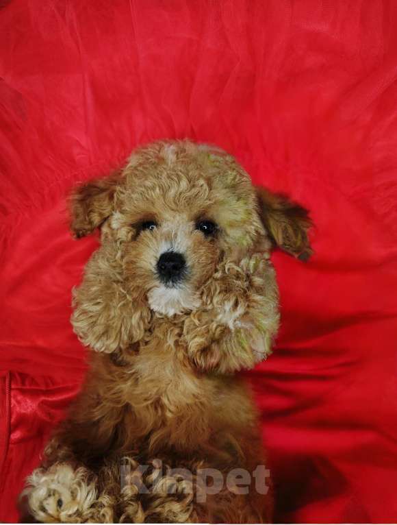 Собаки в Москве: Мальтипу Тедди 🐻 девочка  Девочка, 125 000 руб. - фото 5