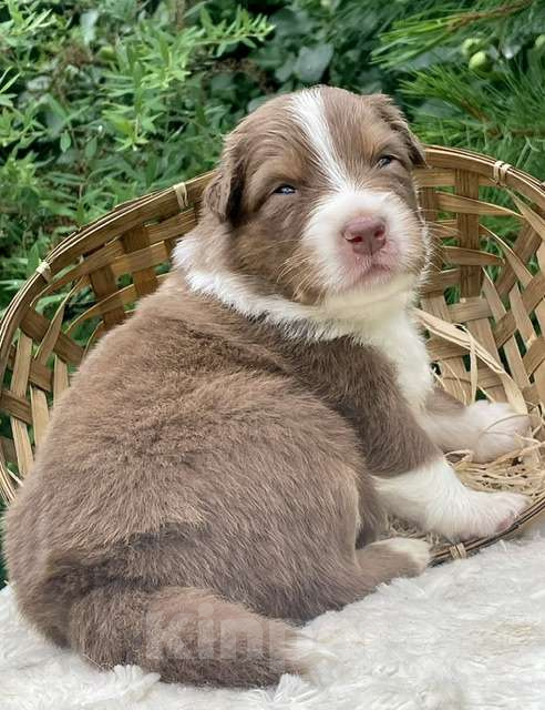 Собаки в Санкт-Петербурге: Щенки Аусси (Австралийская овчарка) Мальчик, 80 000 руб. - фото 3