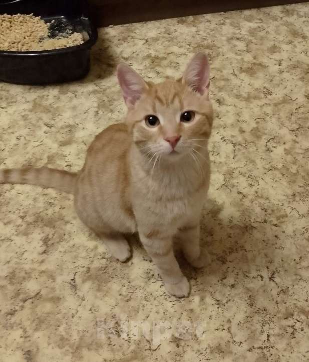 Кошки в Москве: Савелий в добрые руки. Мальчик, Бесплатно - фото 1