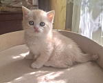 Кошки в Ярославле: Шотландский короткошерстный мальчик Мальчик, 25 000 руб. - фото 2