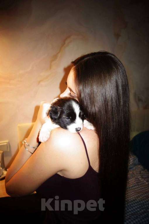 Собаки в Москве: Умнейший щенок бордер-колли Мальчик, Бесплатно - фото 1