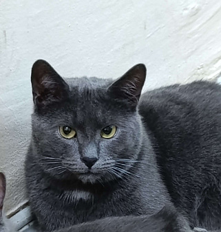 Серьёзный Мурчело