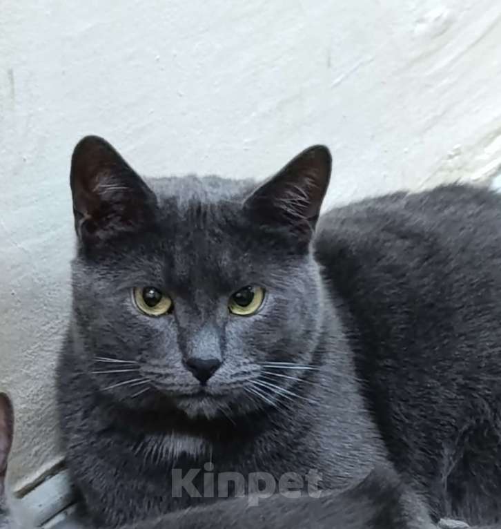 Кошки в Москве: Серьёзный Мурчело Мальчик, Бесплатно - фото 1