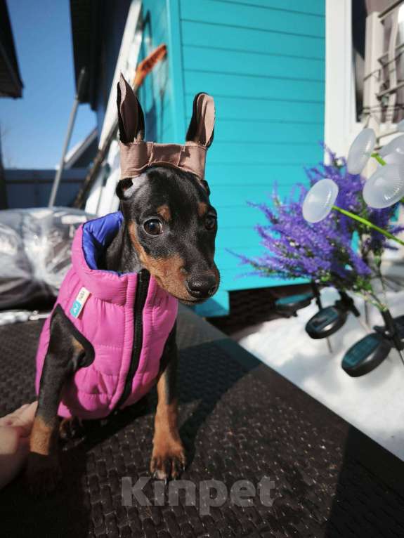 Собаки в Москве: цвергпинчер щенок Девочка, 50 000 руб. - фото 1