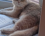 Кошки в Курганинске: Пропала британская кошка Девочка, Бесплатно - фото 1