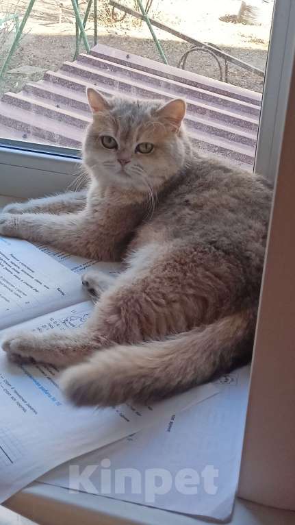 Кошки в Курганинске: Пропала британская кошка Девочка, Бесплатно - фото 1