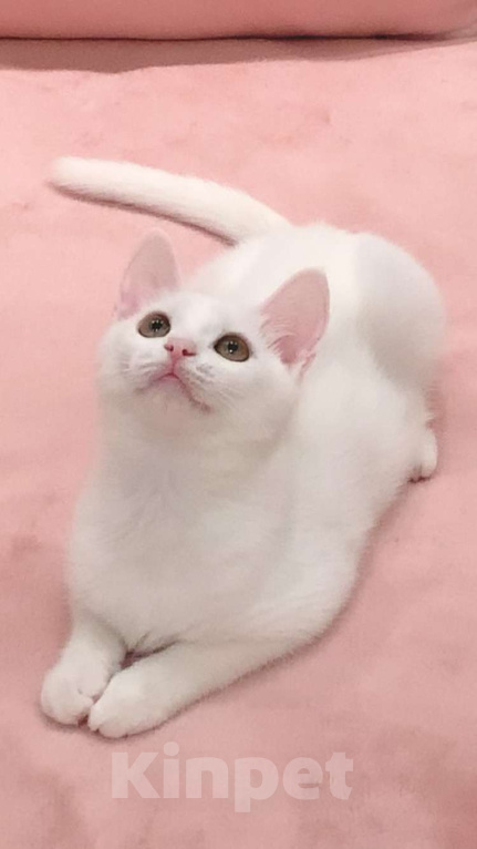 Кошки в Москве: Котёнок  Девочка, 8 000 руб. - фото 3