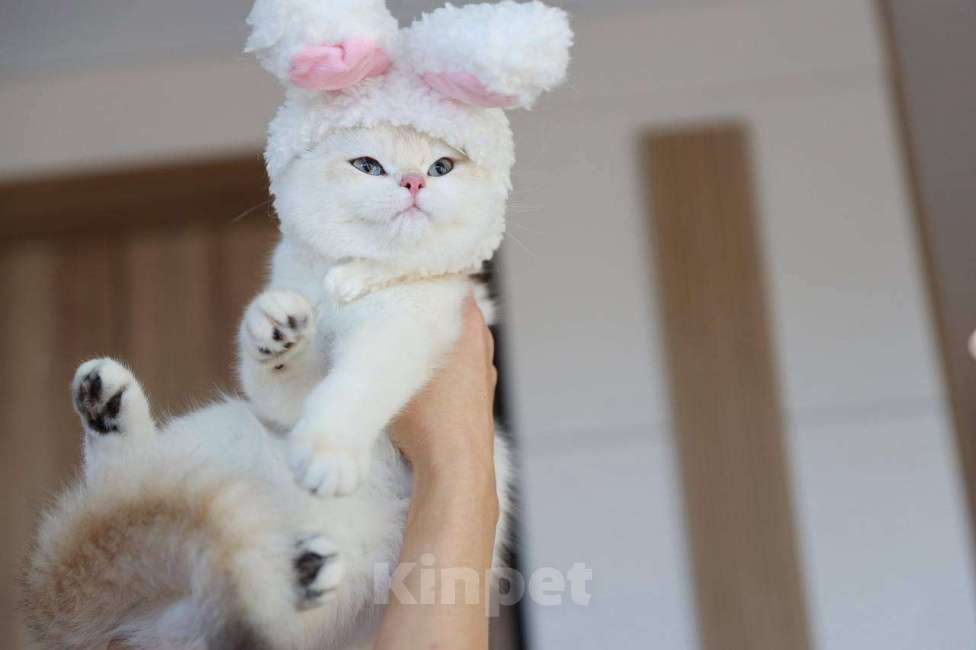 Кошки в Москве: Британская девочка Лолла Девочка, 100 000 руб. - фото 1