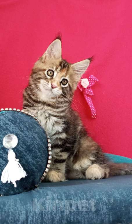 Кошки в Москве: Мейн-Кун котята Разнополые, Бесплатно - фото 3