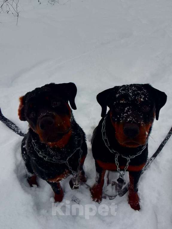 Собаки в Курске: Подросток ротвейлера Девочка, 40 000 руб. - фото 2