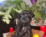 Собаки в Уфе: Милые щенки  Мальчик, 25 000 руб. - фото 3