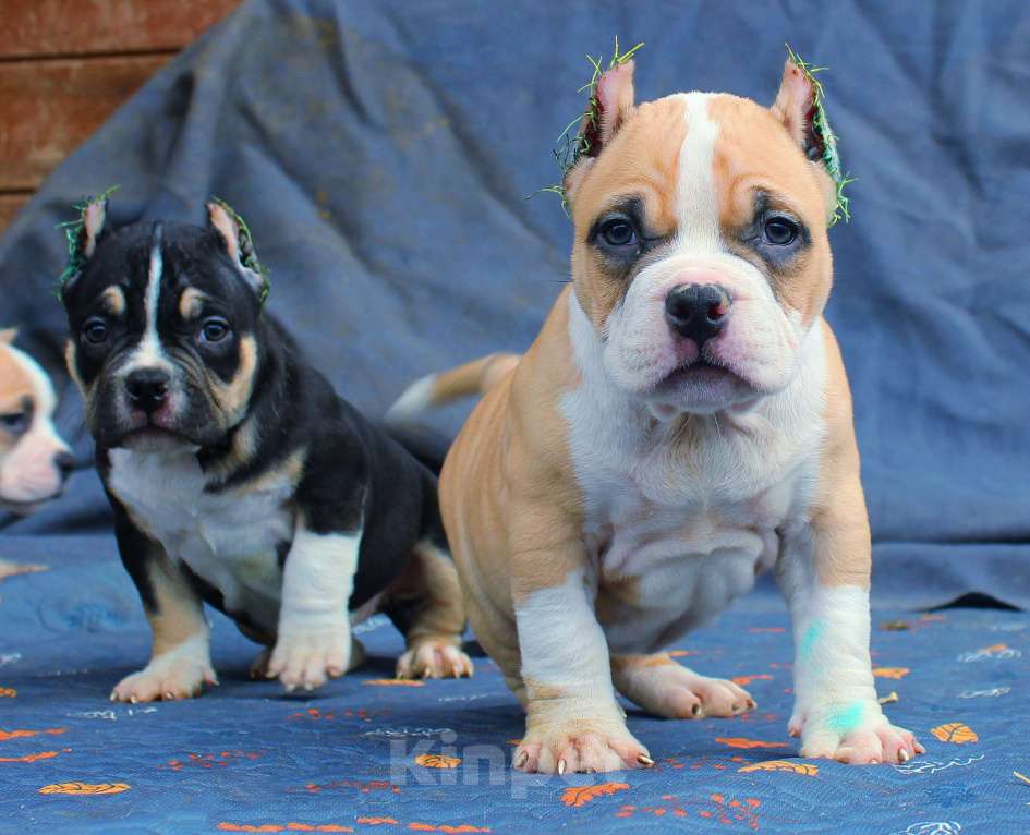 Собаки в Москве: Подрастают. Бульки Разнополые, 70 000 руб. - фото 7