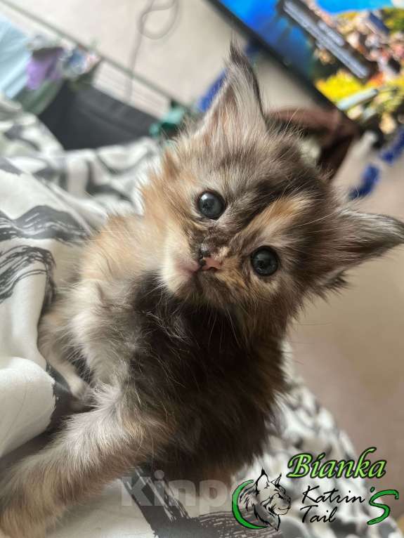 Кошки в Санкт-Петербурге: Девочка Полидакт Девочка, 40 000 руб. - фото 4