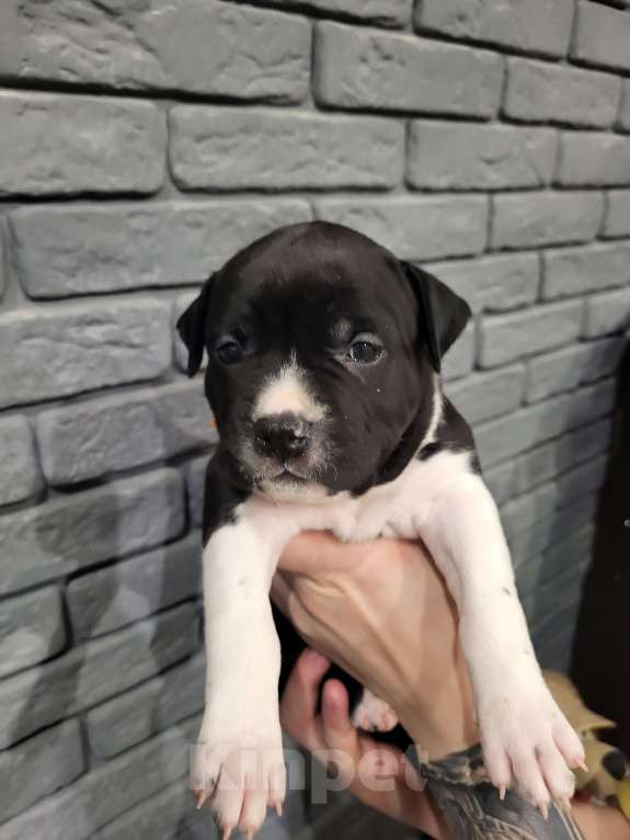 Собаки в других городах Московской области: Щенок стаффордширского терьера  Девочка, 40 000 руб. - фото 3