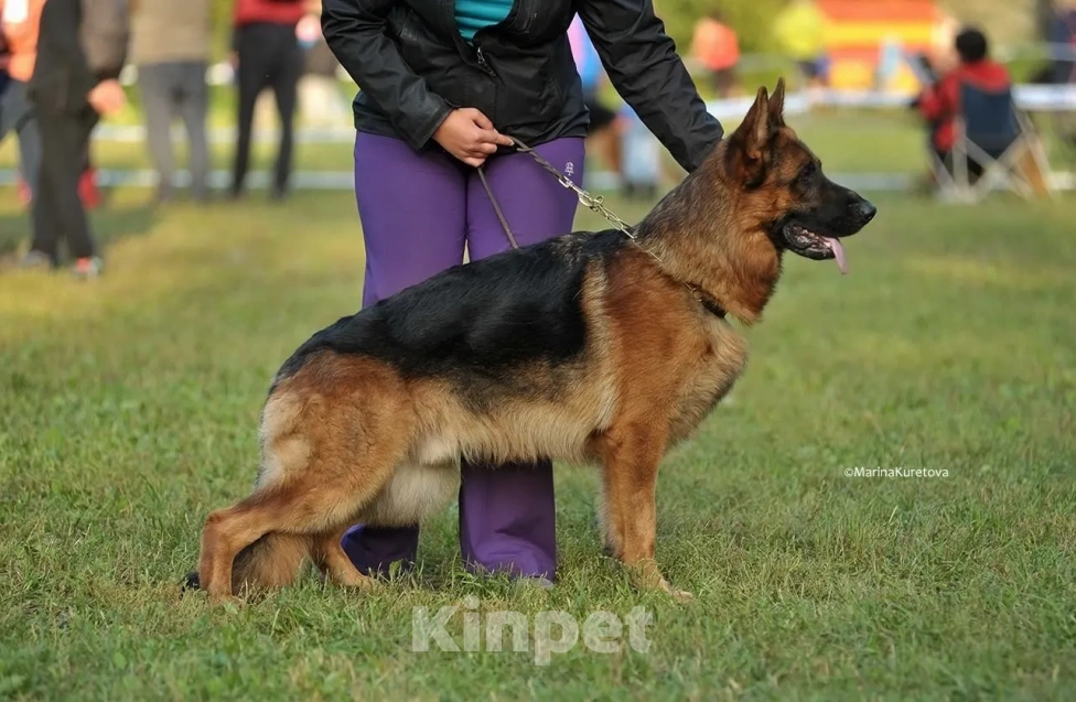 Собаки в Твери: подрощенные щенки неемецкой овчарки Девочка, 60 000 руб. - фото 8