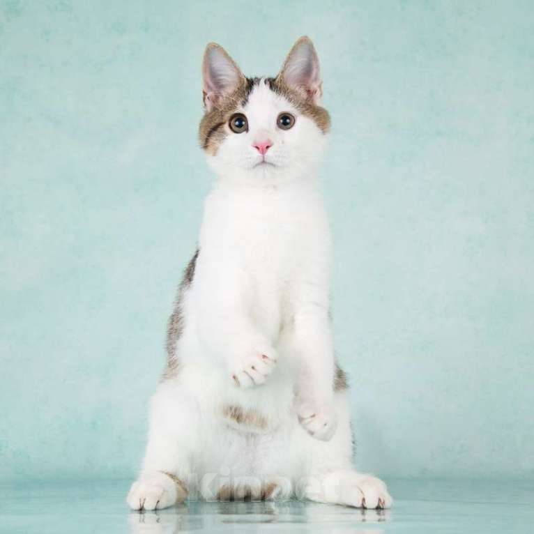 Кошки в Москве: Супер-ласковый и весело-играющий котенок Брюс Ли ищет дом Мальчик, 1 руб. - фото 3