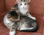 Кошки в Уфе: Кошечка Буся Девочка, Бесплатно - фото 3