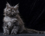 Кошки в Видном: Девочка мейн-кун черный дым Девочка, 95 000 руб. - фото 10