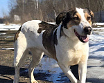 Собаки в Королеве: Обаятельный Дрейк ищет своего человека Мальчик, Бесплатно - фото 10
