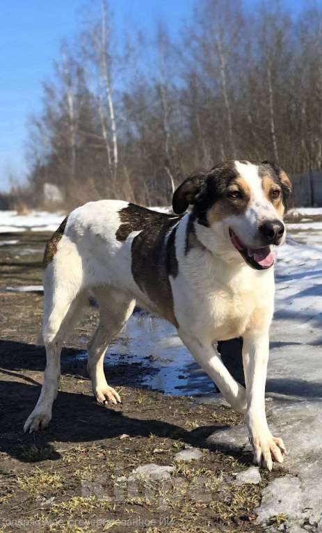 Собаки в Королеве: Обаятельный Дрейк ищет своего человека Мальчик, Бесплатно - фото 10