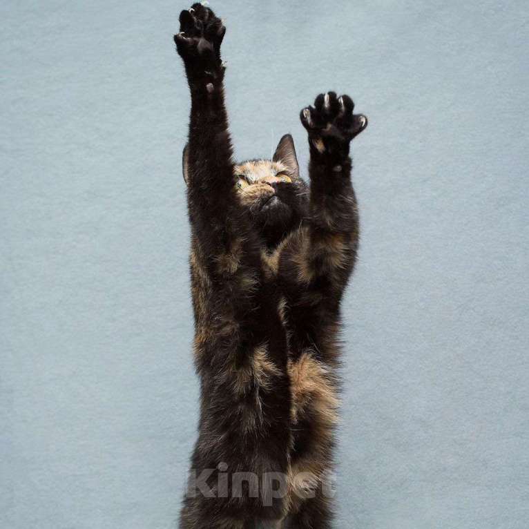 Кошки в Москве: Нюську решили выкинуть Девочка, Бесплатно - фото 2