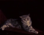 Кошки в Сочи: Потерялся кот британец Сочи Кудепста Мальчик, Бесплатно - фото 1