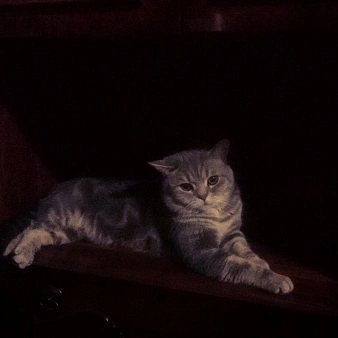 Объявление: Потерялся кот британец Сочи Кудепста, Бесплатно, Сочи