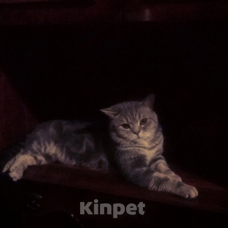 Кошки в Сочи: Потерялся кот британец Сочи Кудепста Мальчик, Бесплатно - фото 1