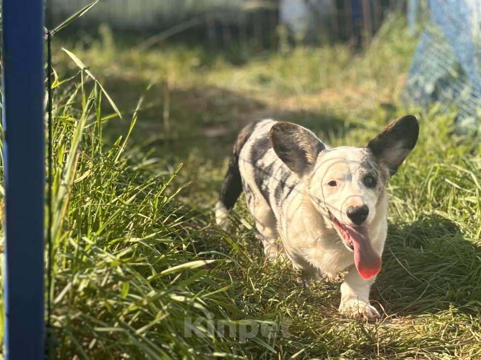 Собаки в Москве: Мерль корги  Мальчик, Бесплатно - фото 3