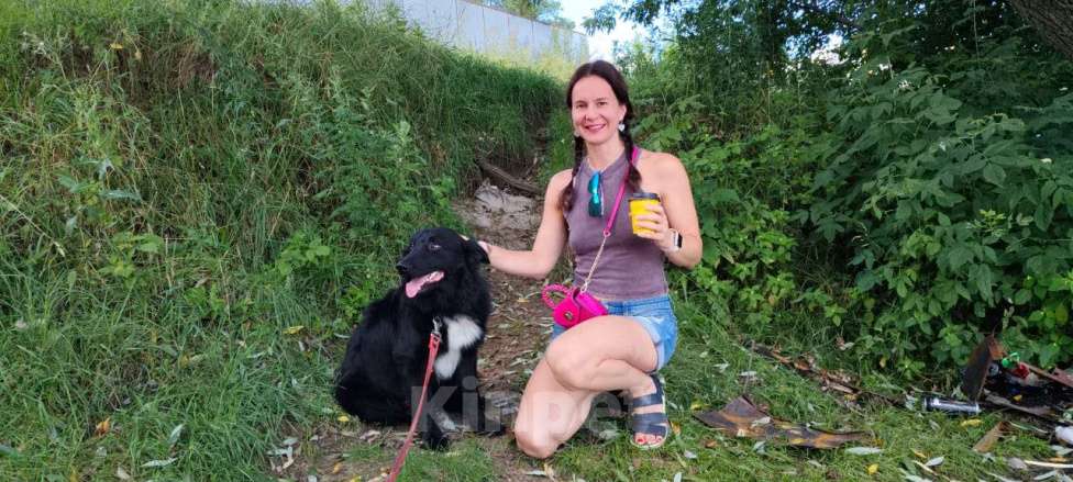 Собаки в Красногорске: Годовалый бордер-колли Маркуша в добрые руки Мальчик, 1 руб. - фото 2