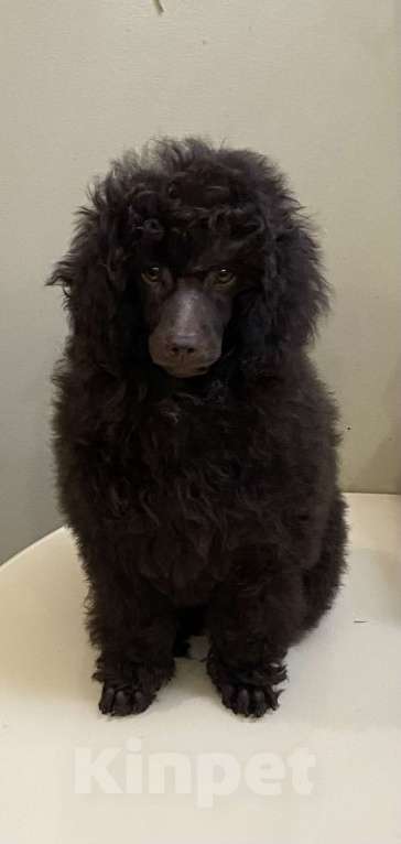 Собаки в Москве: Щенки пуделя Девочка, 80 000 руб. - фото 2