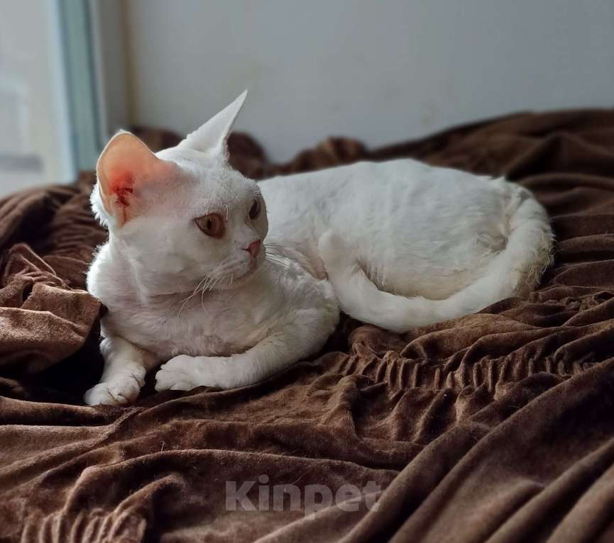 Кошки в Нижнекамске: Котик девон рекс Мальчик, 180 000 руб. - фото 1