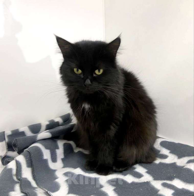 Кошки в Москве: Кошечке Одри очень одиноко в боксике Девочка, Бесплатно - фото 2