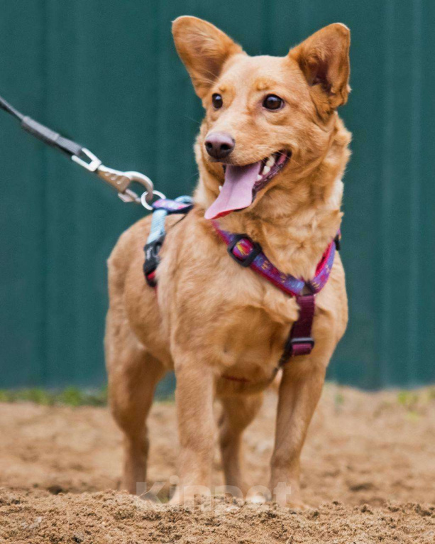 Собаки в других городах Московской области: Малышка Зизи ищет семью Девочка, Бесплатно - фото 5