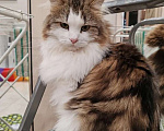 Кошки в Москве: Марта - роскошная кошка с рысьими кисточками Девочка, Бесплатно - фото 4