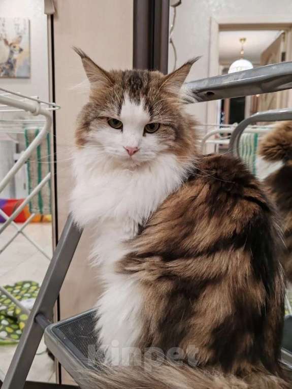 Кошки в Москве: Марта - роскошная кошка с рысьими кисточками Девочка, Бесплатно - фото 4