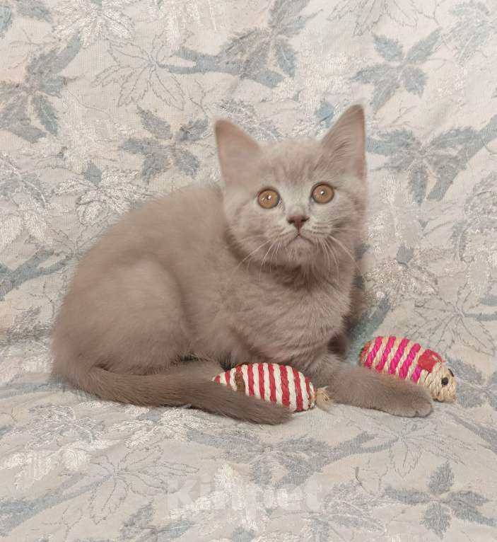 Кошки в Москве: Прямоухий  котенок лилового окраса Девочка, 20 000 руб. - фото 8