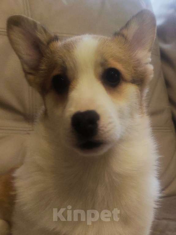Собаки в других городах Краснодарского края: Великолепная девочка корги Девочка, 50 000 руб. - фото 1