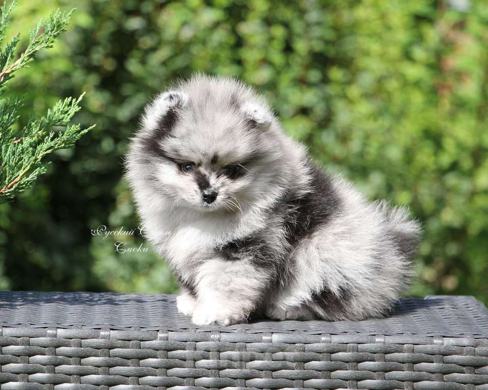 Собаки в Москве: Мраморный мальчик Мальчик, 60 000 руб. - фото 4