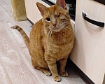 Кошки в Москве: Добрейший солнечный котик Рыжик ищет дом и доброе сердце Мальчик, Бесплатно - фото 4