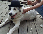 Собаки в Балашихе: Девочка алабай в дар Девочка, Бесплатно - фото 1