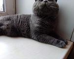 Кошки в Болхове: скоттиш- страйт - кот на вязку, Бесплатно - фото 1