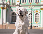 Собаки в Санкт-Петербурге: Лабрадор кобель вязка Starneos Sensey Мальчик, 1 руб. - фото 3