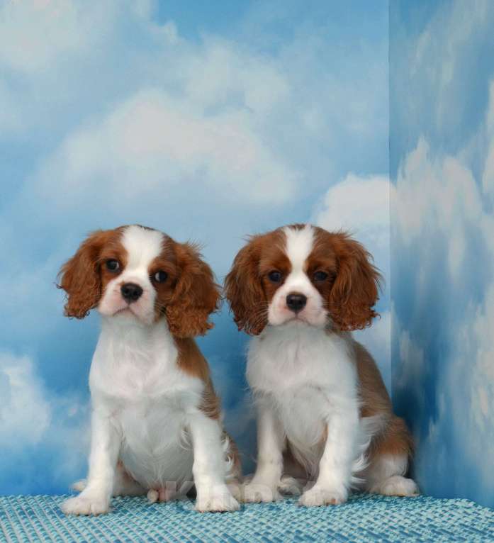 Собаки в Ногинске: Щенки кавалер кинг чарльз спаниель Мальчик, Бесплатно - фото 3