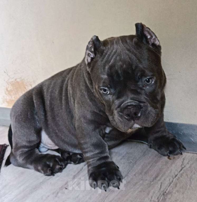 Собаки в Москве: Широкий малыш Американский Булли Покет Мальчик, 200 000 руб. - фото 8