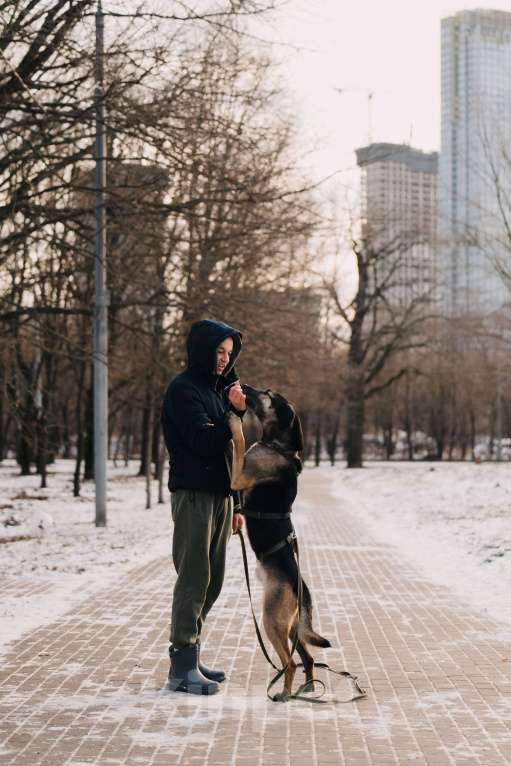 Собаки в Москве: Длиннолапый Хамфр в поиске семьи <3 Мальчик, Бесплатно - фото 2