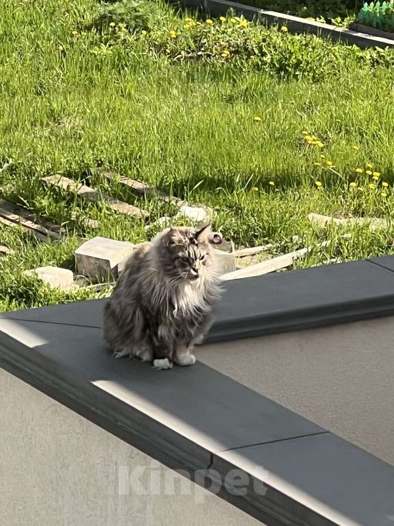 Кошки в Нижнем Новгороде: Мурка Девочка, 1 000 руб. - фото 2